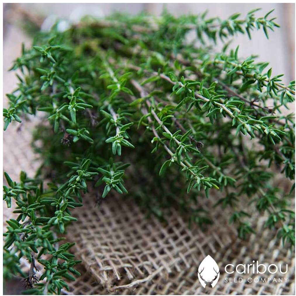 Thyme